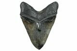 Serrated, Fossil Megalodon Tooth - Collector Quality River Meg #277344-2